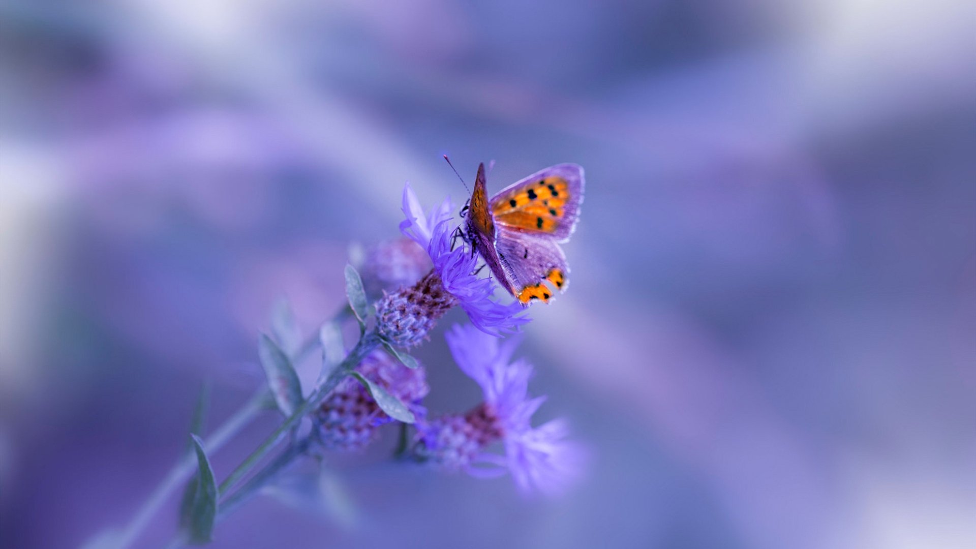 开云-铁壁围城！厄瓜多尔教科书式防守绞杀瑞典，欧冠淘汰赛战术博弈的极致演绎