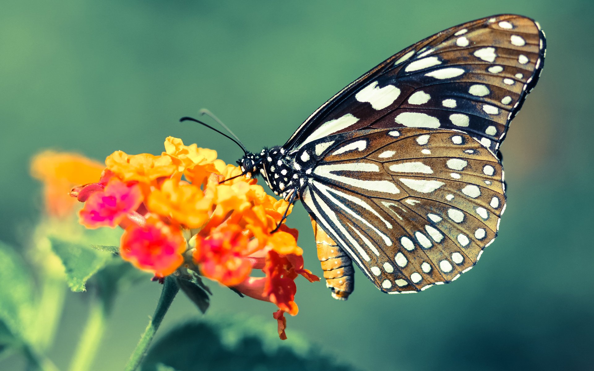 开云体育APP下载-冰与火之歌，格列兹曼觉醒撕裂防线，伊朗重炮轰碎高原神话